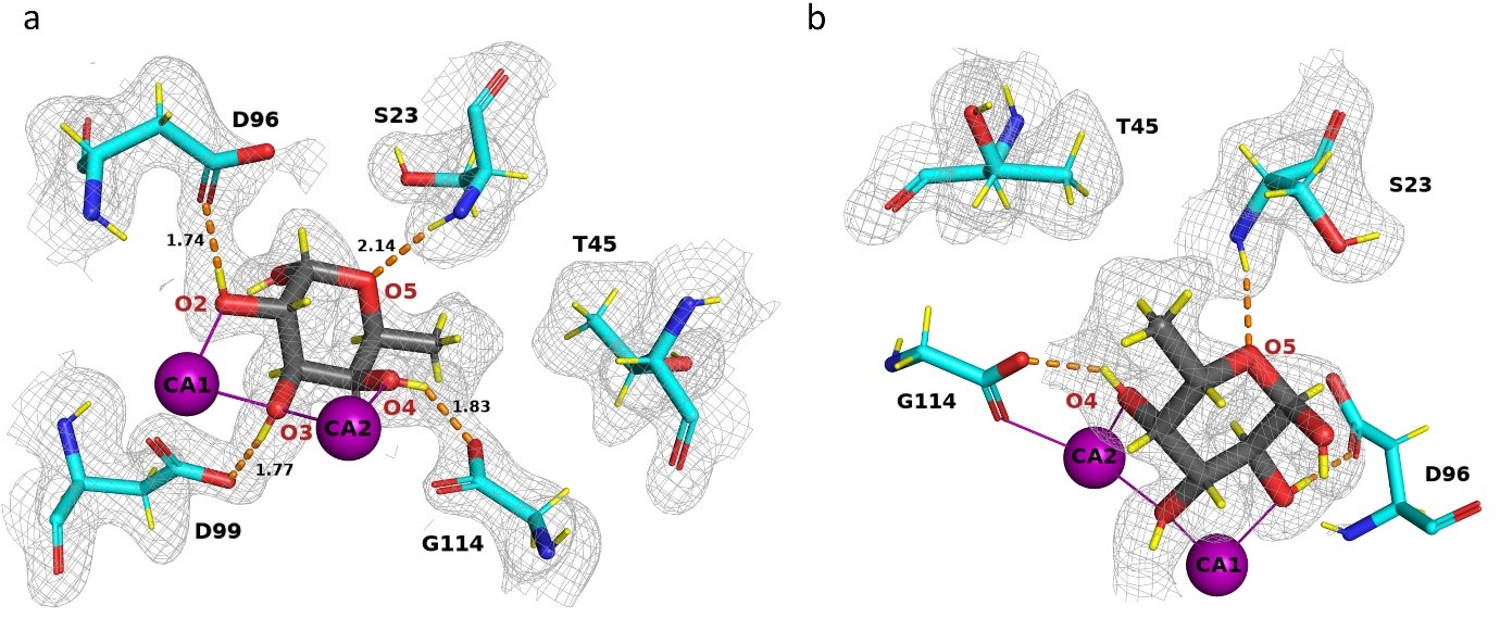 Picture protein-carbohydrate