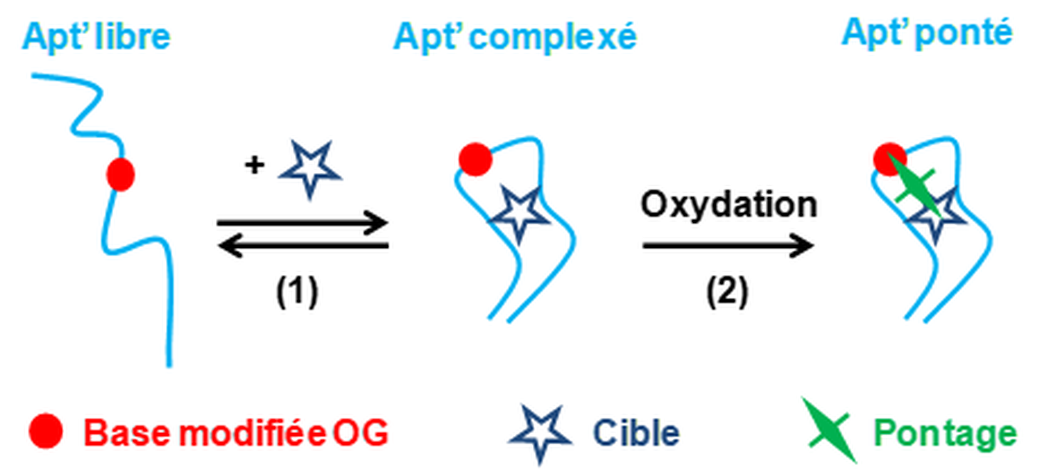 Aptamers-target crosslinks